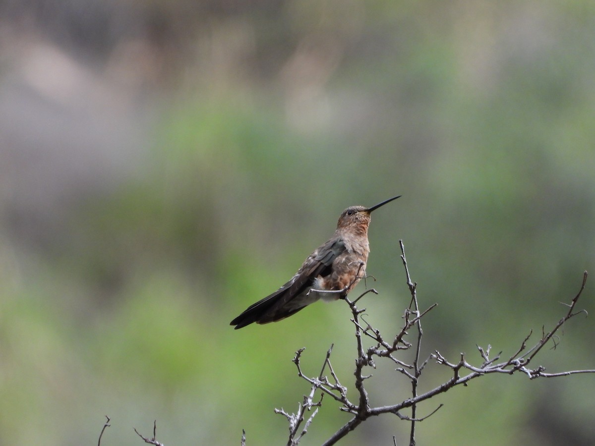 Koca Kolibri - ML634696997