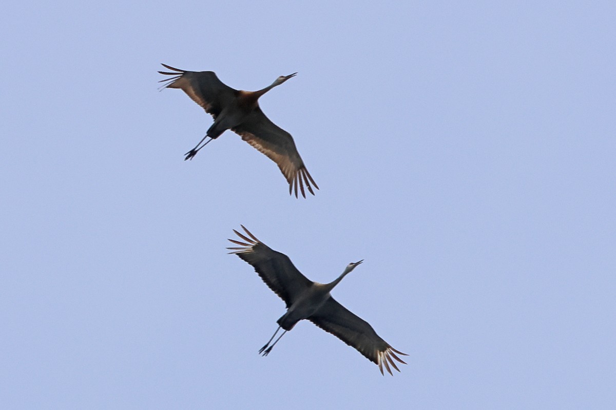 Sandhill Crane (Greater) - ML634697053