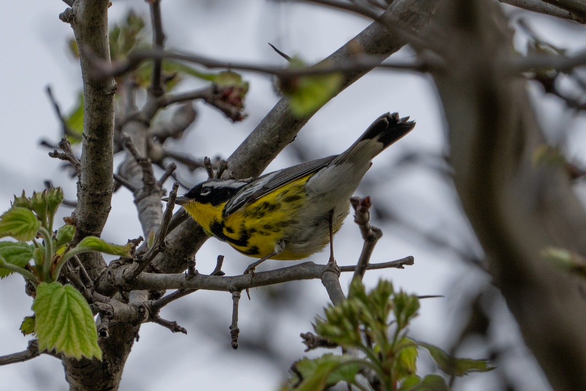 Magnolia Warbler - ML634697061