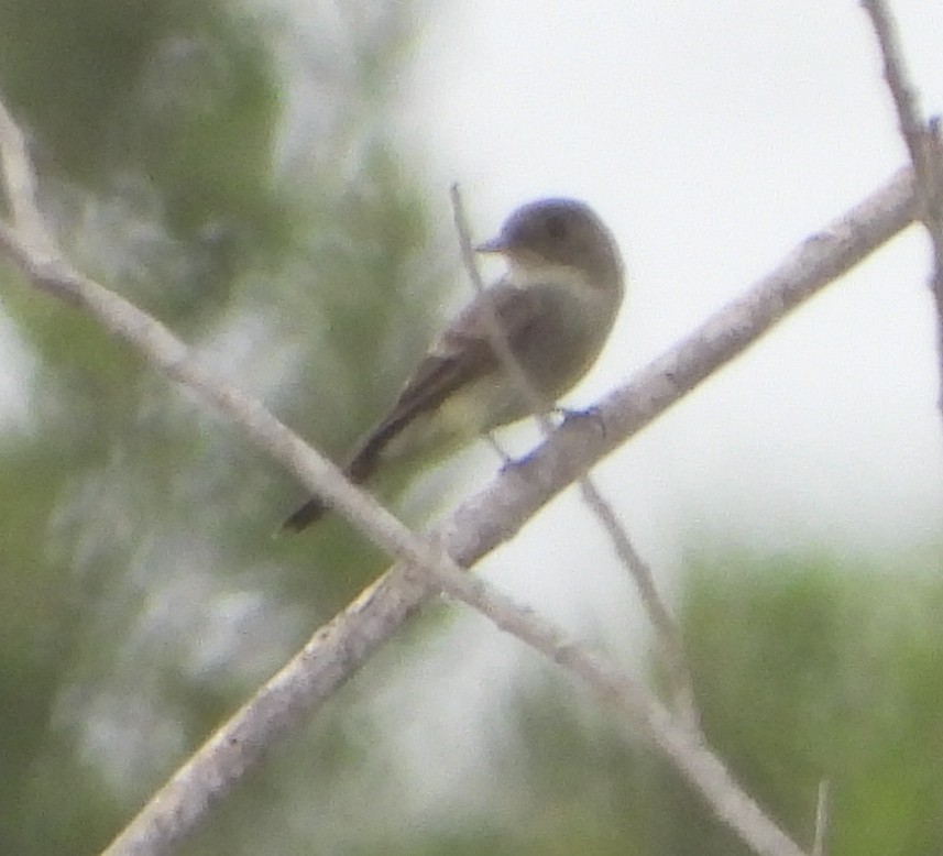 Eastern Wood-Pewee - ML634697073