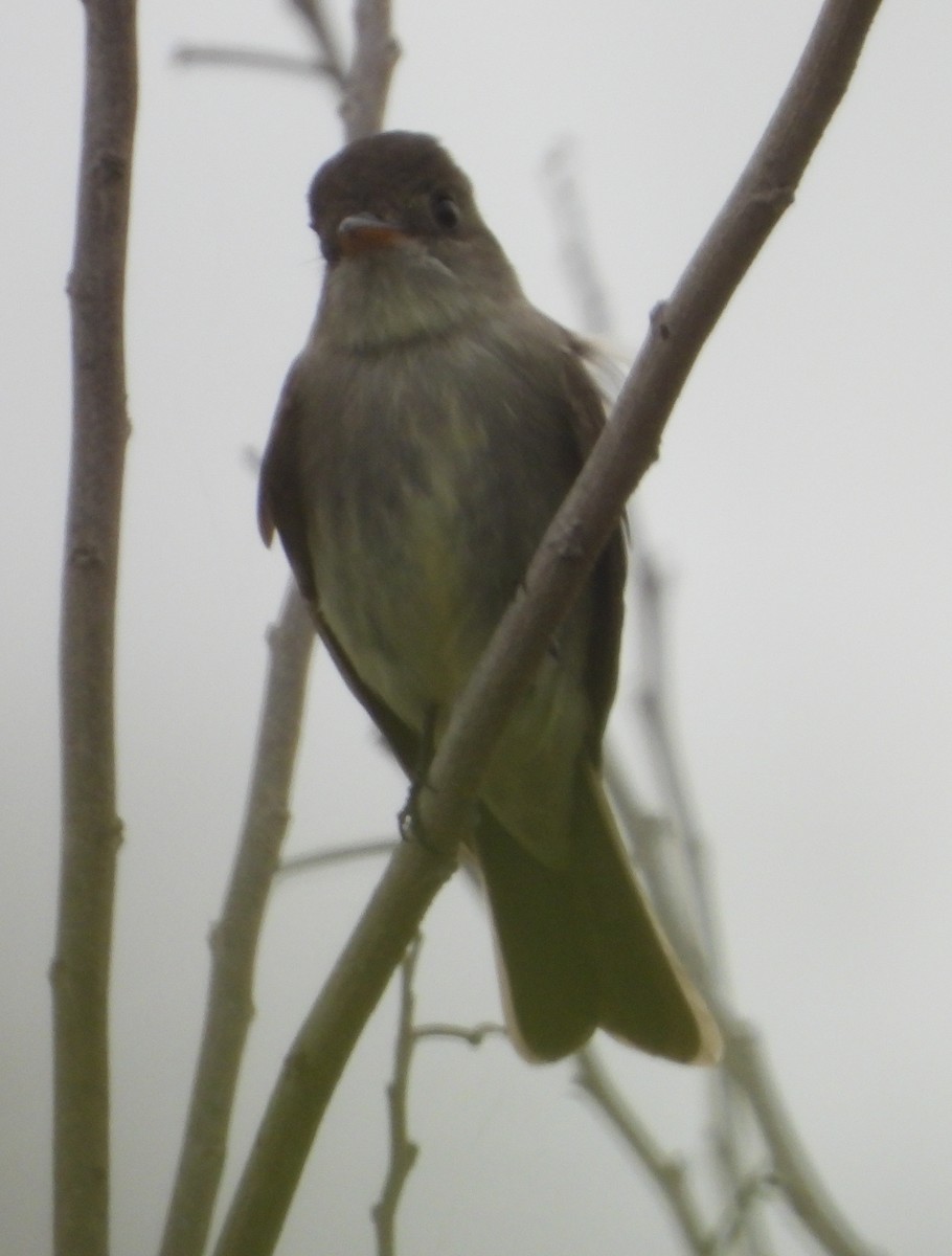 Eastern Wood-Pewee - ML634697074