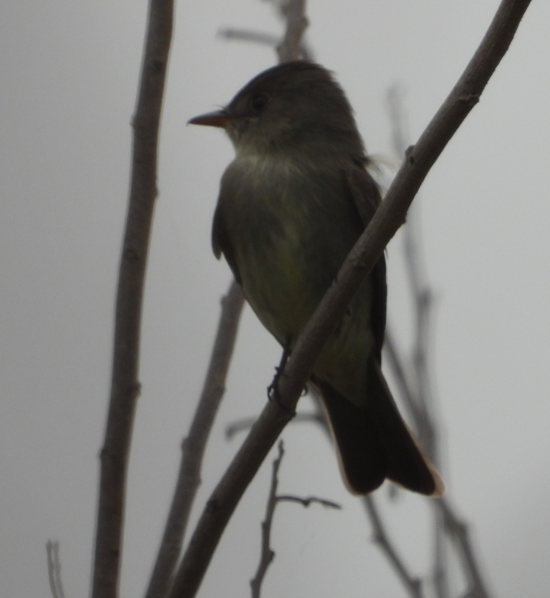 Eastern Wood-Pewee - ML634697075