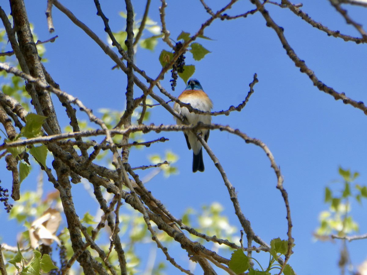 Lazuli Bunting - ML634697240