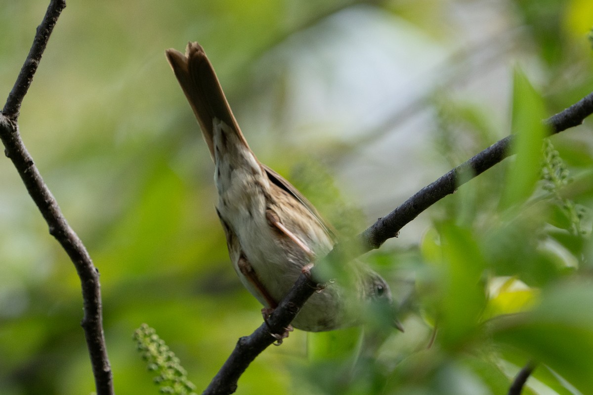 Swamp Sparrow - ML634697298