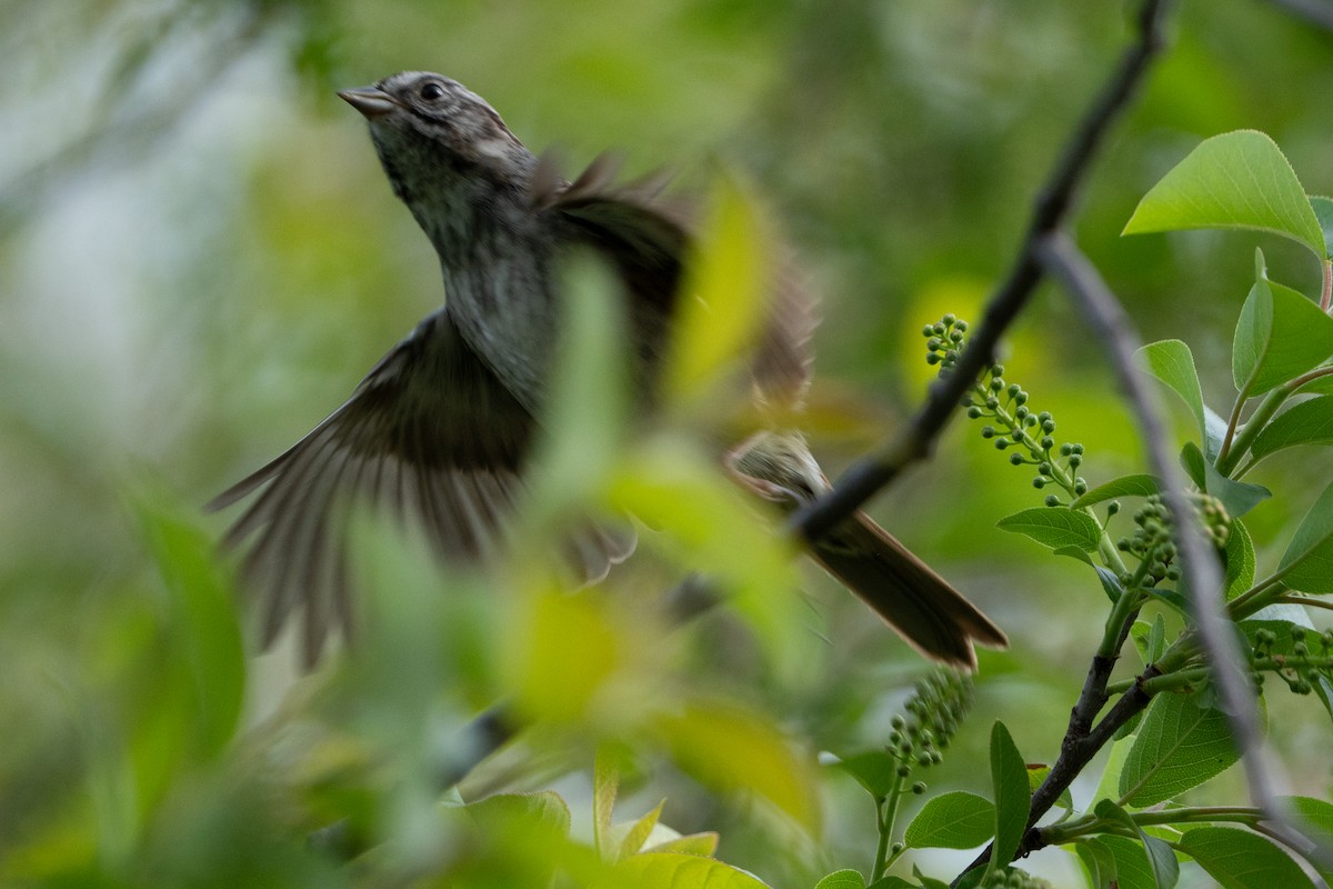 Swamp Sparrow - ML634697299