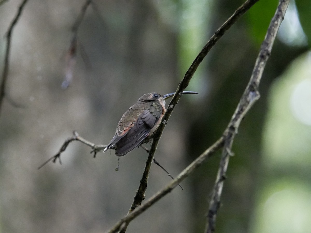 Bronzy Hermit - ML634697345