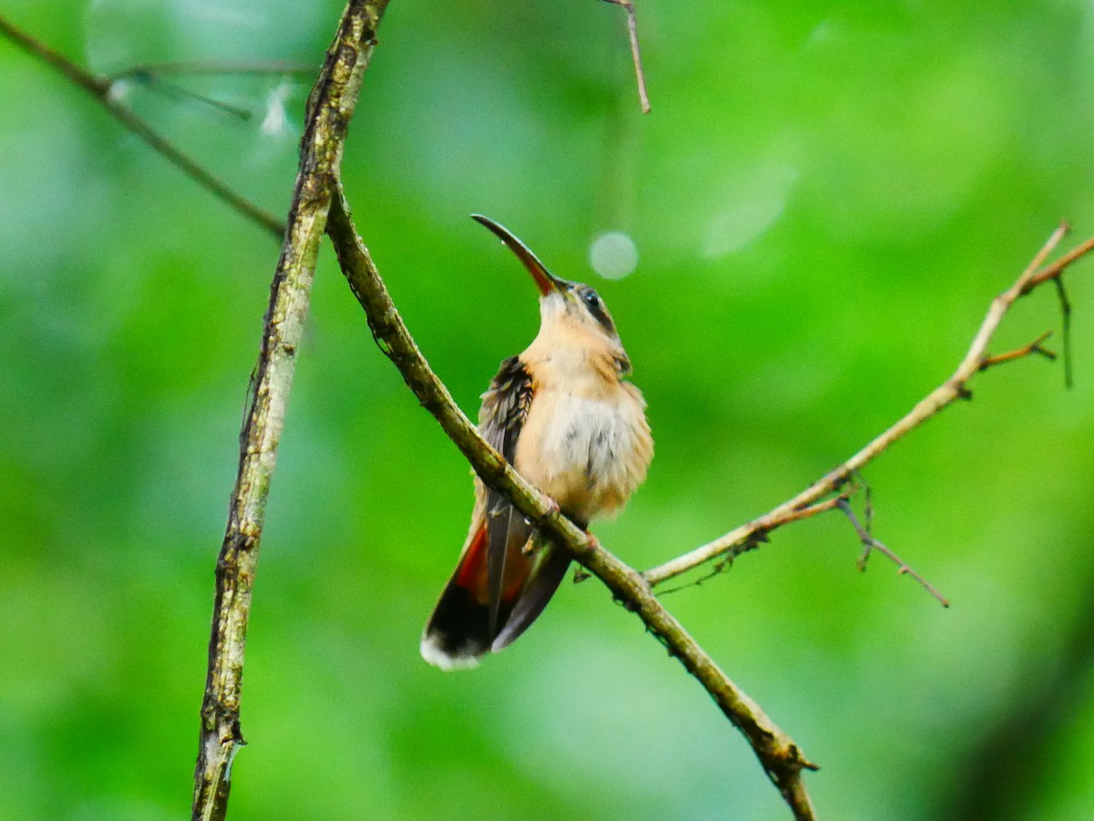 Bronzy Hermit - ML634697348