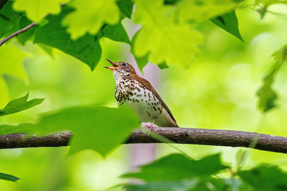 Wood Thrush - ML634697353