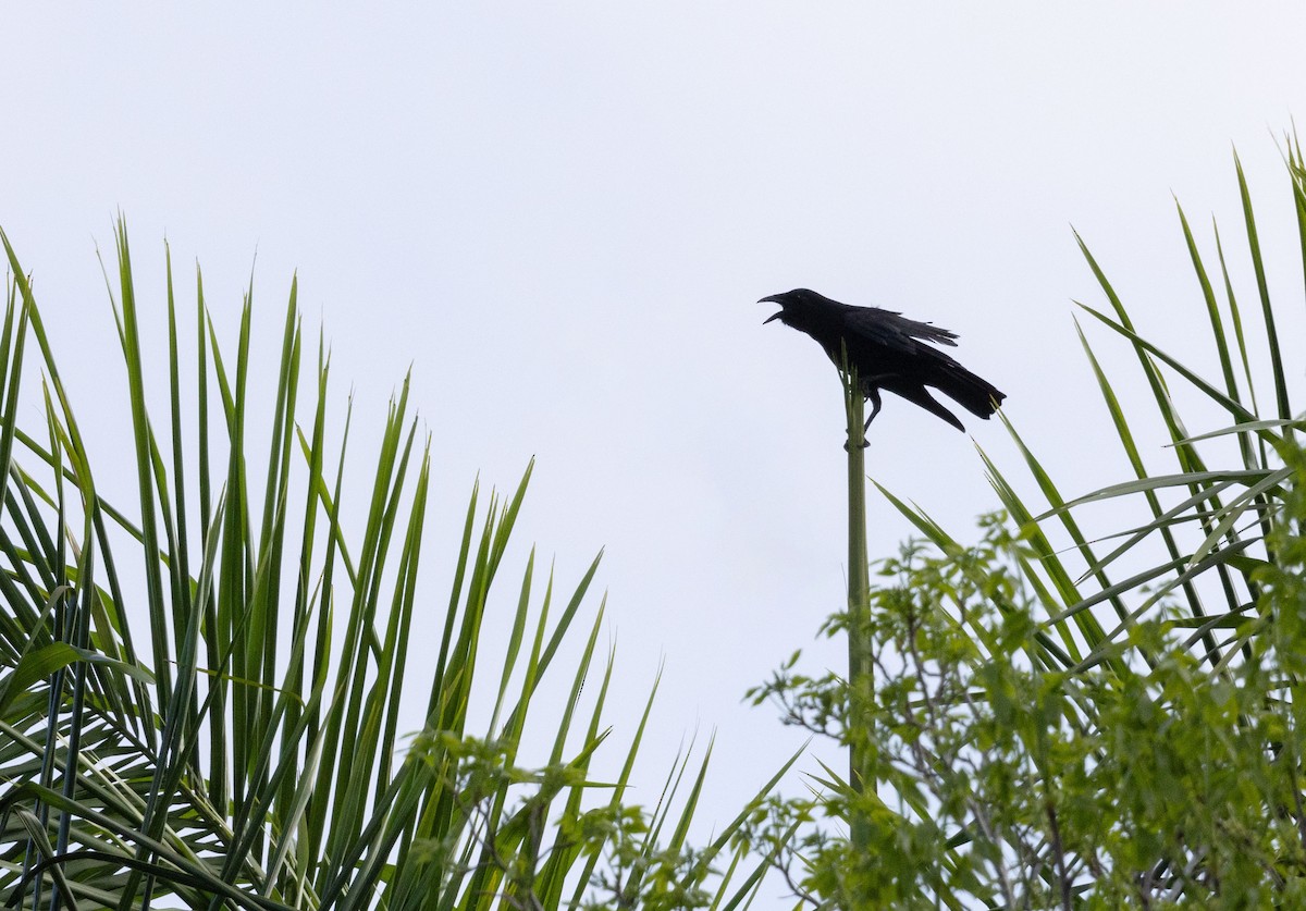 Cuban Palm-Crow - ML634697355