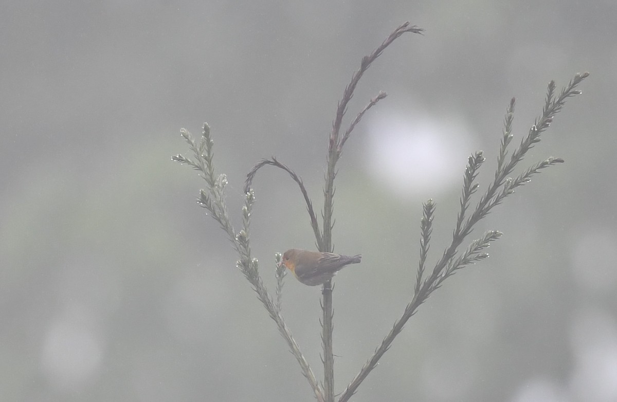 Fire-capped Tit - ML634697393