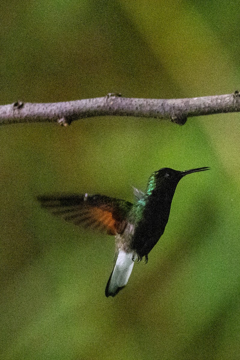 Black-bellied Hummingbird - ML634697548