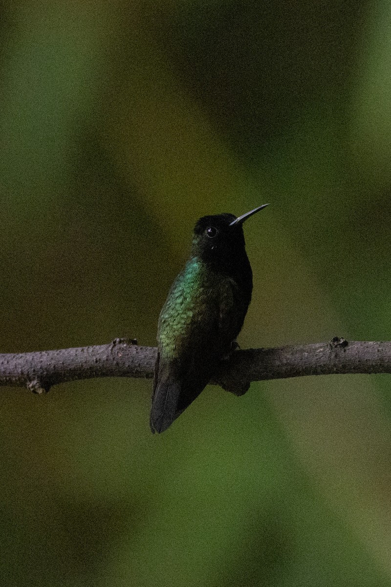 Black-bellied Hummingbird - ML634697549
