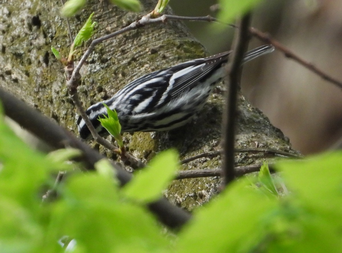 Black-and-white Warbler - ML634697604