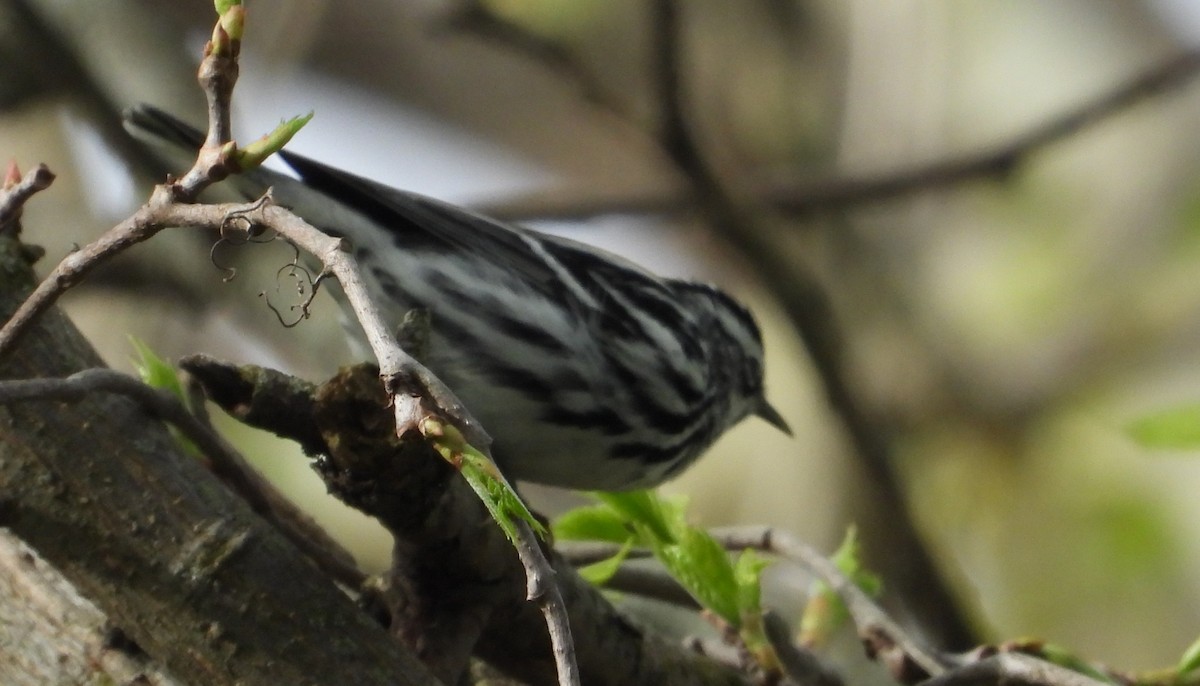 Black-and-white Warbler - ML634697605