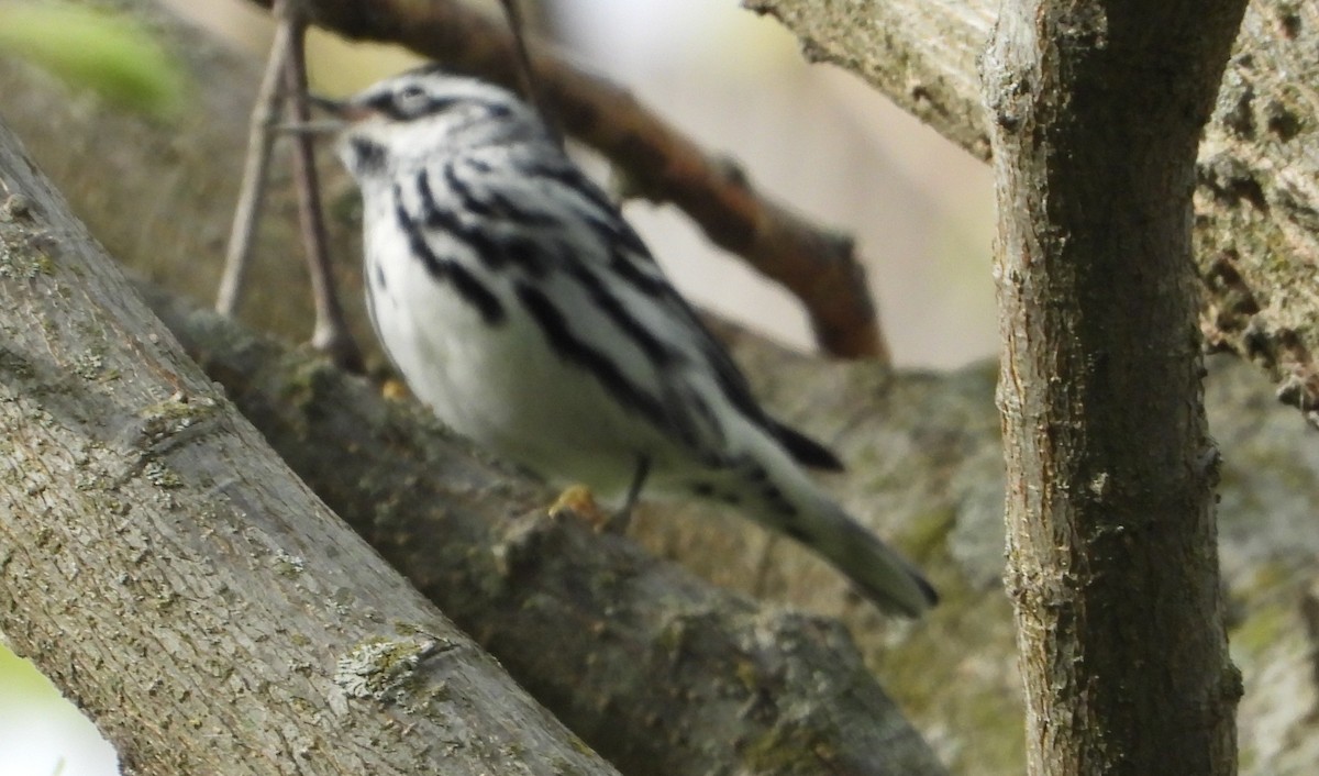 Black-and-white Warbler - ML634697606