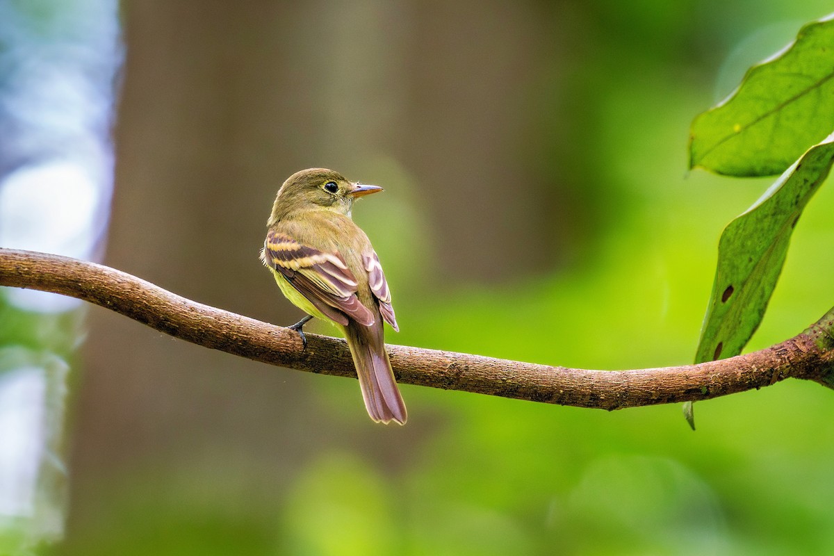 Acadian Flycatcher - ML634697648