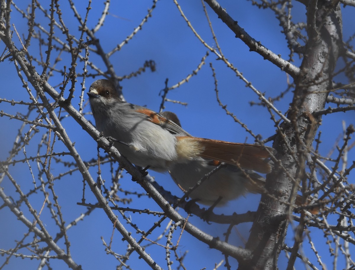 Siberian Jay - ML634697730