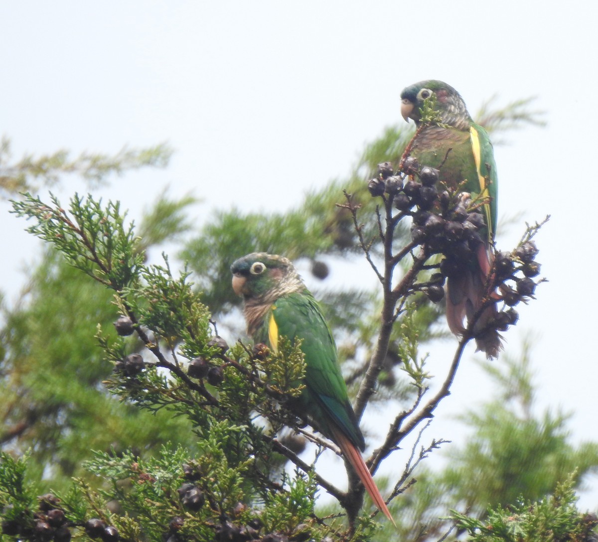 Brown-breasted Parakeet - ML634697751