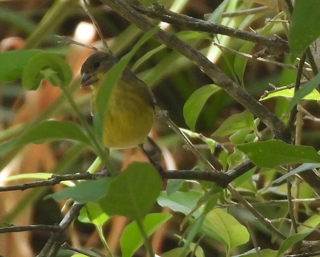 Lesser Goldfinch - ML634697856