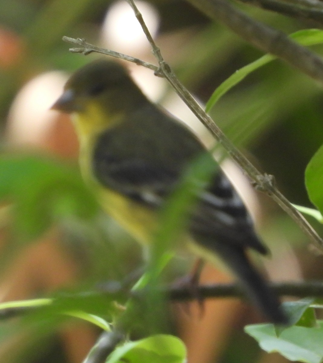 Lesser Goldfinch - ML634697857