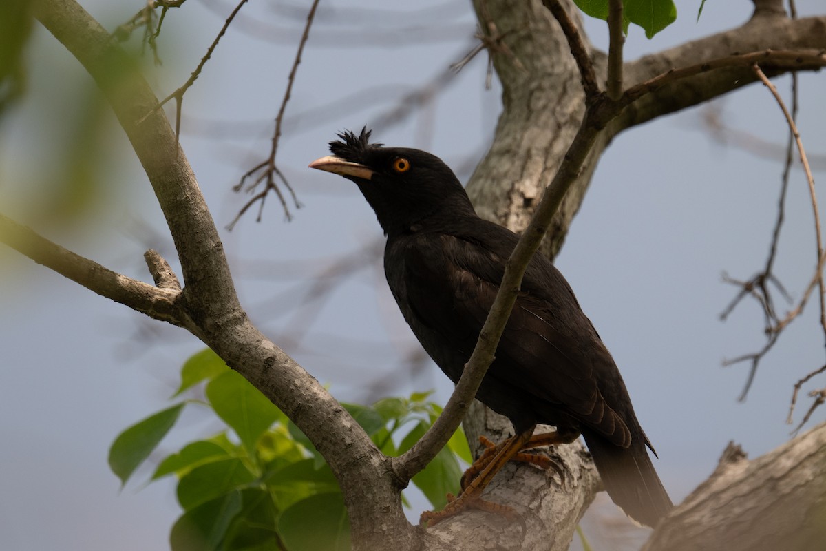 Crested Myna - ML634697875