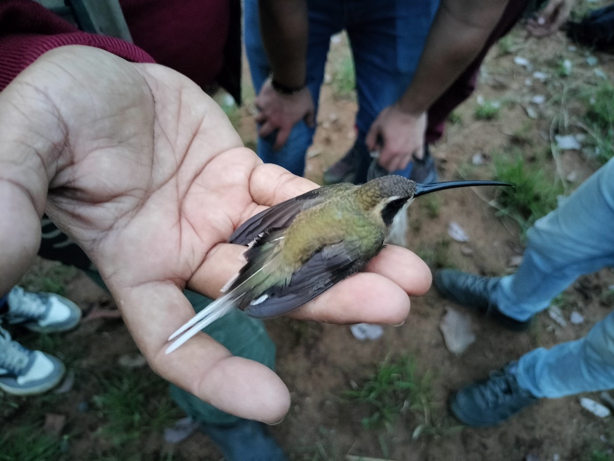 Pale-bellied Hermit - ML634697894