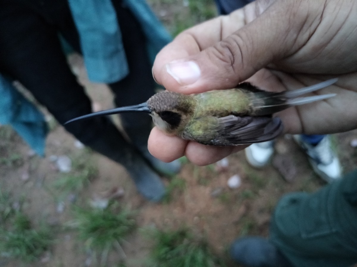 Pale-bellied Hermit - ML634697895