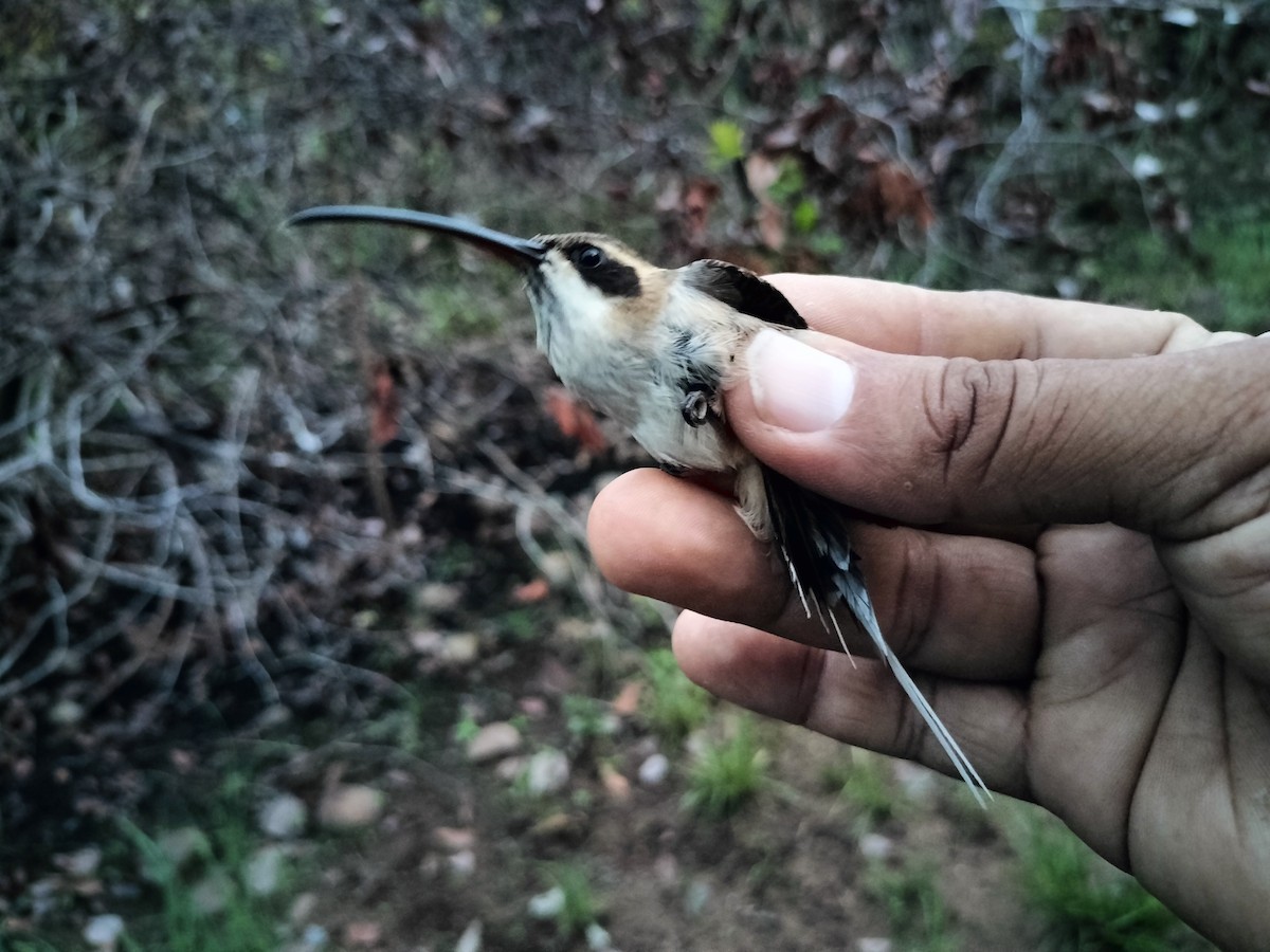 Pale-bellied Hermit - ML634697896