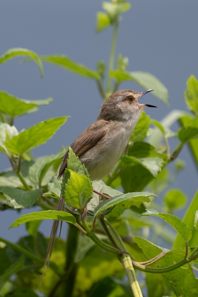 Plain Prinia - ML634698017