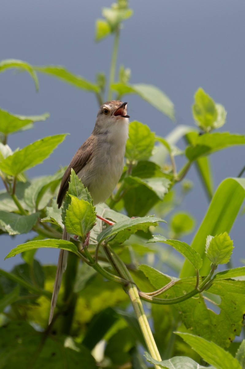 Plain Prinia - ML634698018