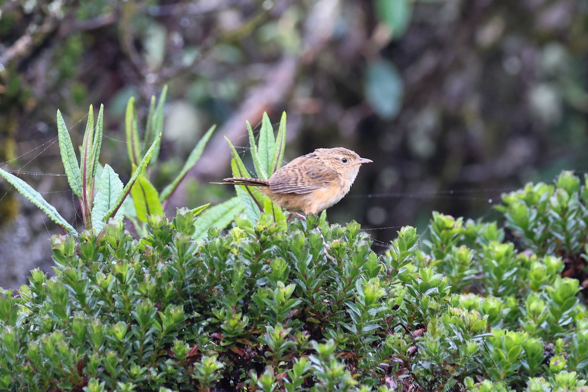 Grass Wren (Paramo) - ML634698025