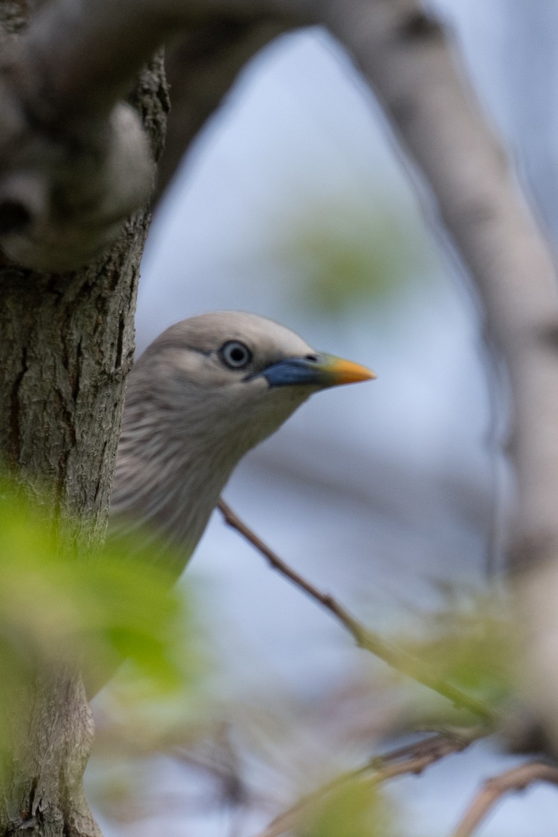 Chestnut-tailed Starling - ML634698057