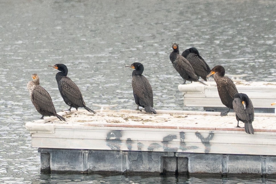 Cormoran à aigrettes - ML634698058