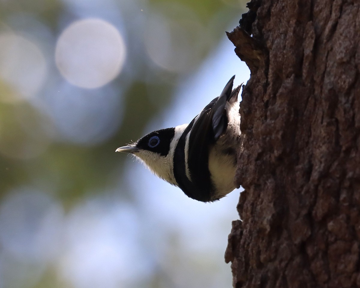 Pied Monarch - ML634698106