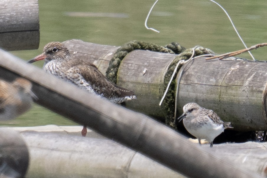 Red-necked Stint - ML634698126