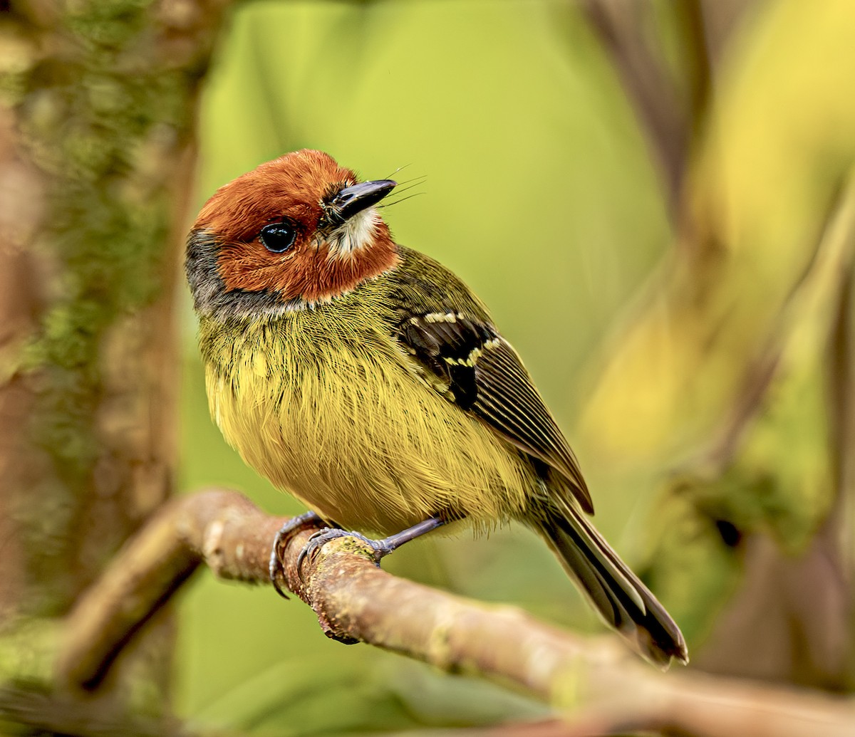 Johnson's Tody-Flycatcher - ML634698128