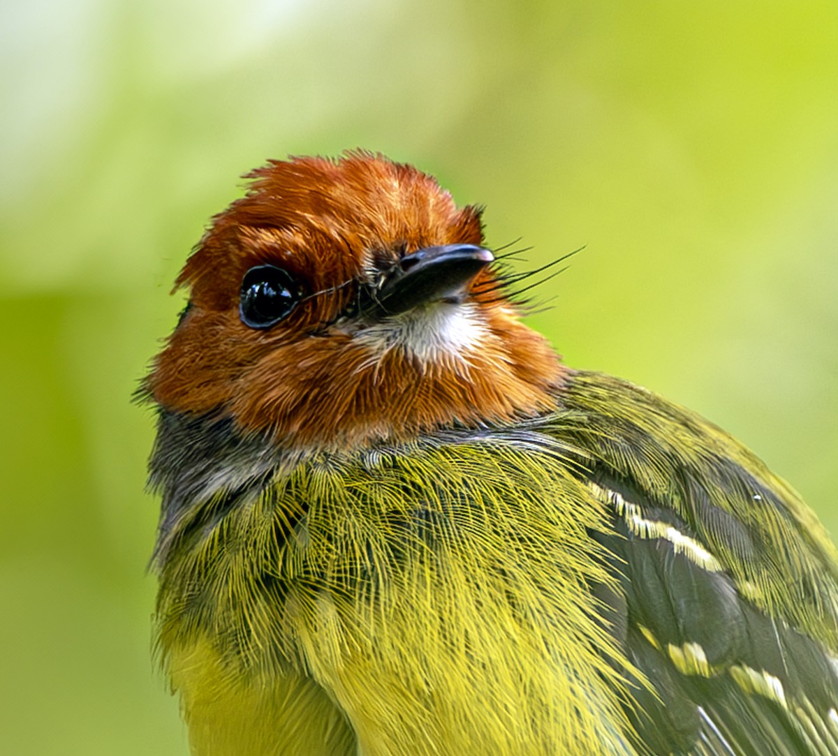 Johnson's Tody-Flycatcher - ML634698129