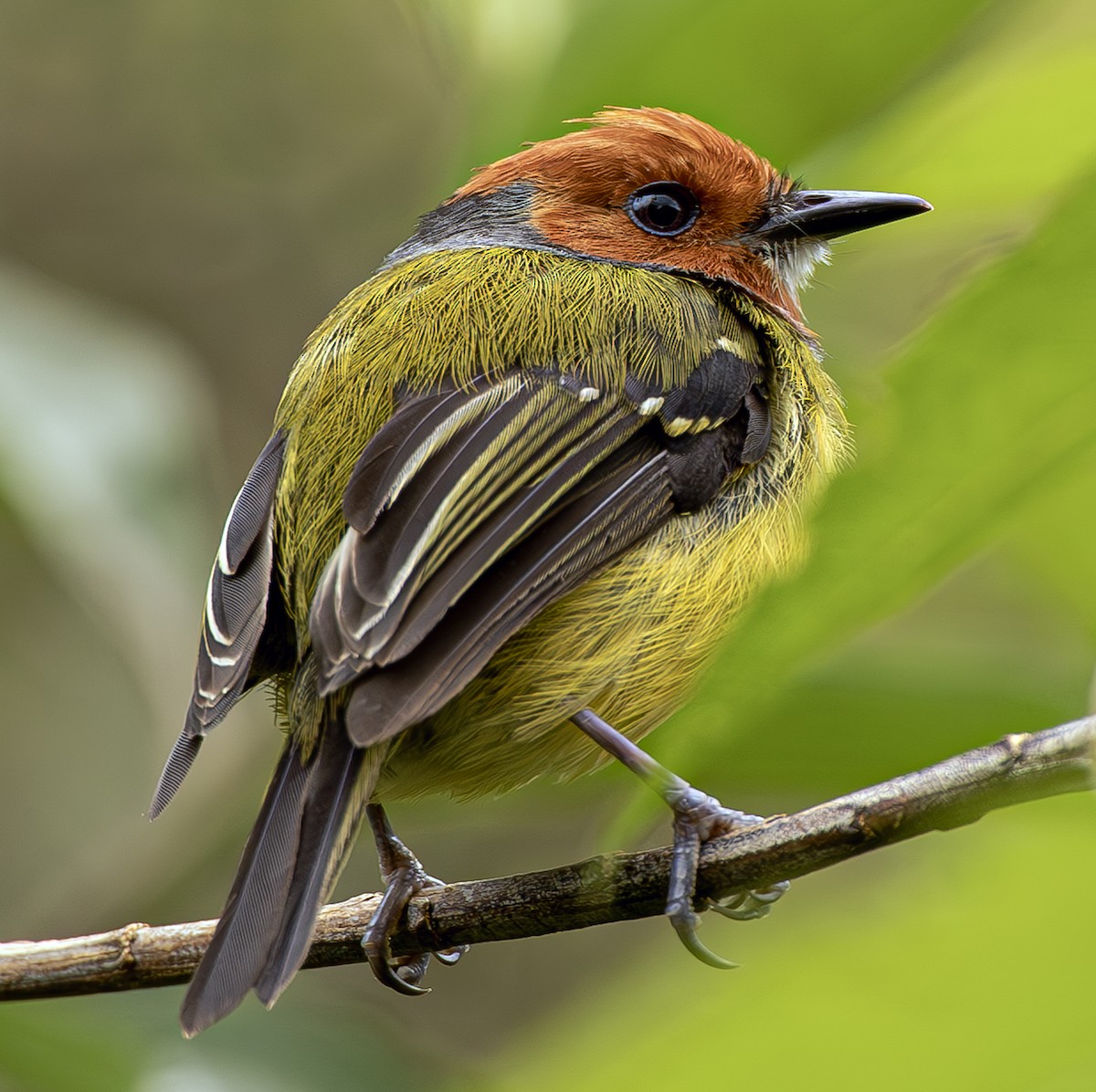 Johnson's Tody-Flycatcher - ML634698131