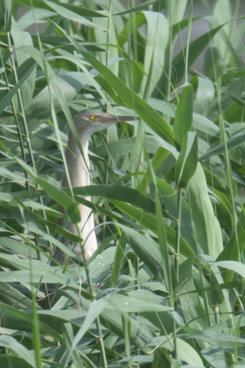 Yellow Bittern - ML634698205