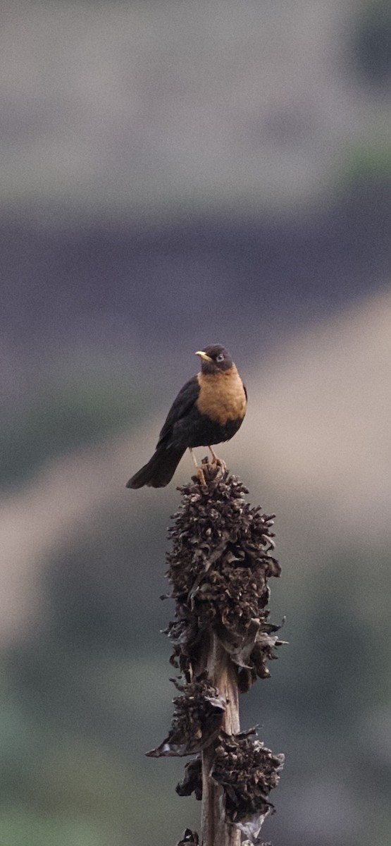 Rufous-collared Robin - ML634698226