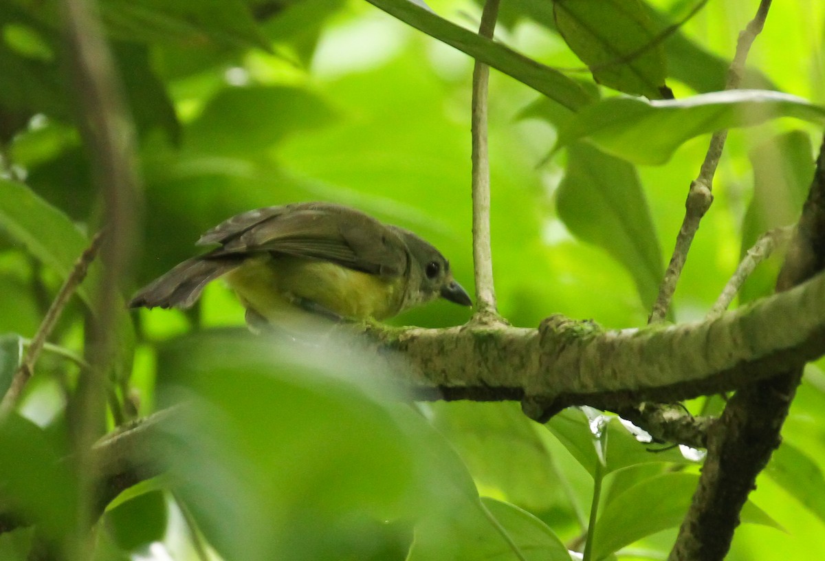 Blue Mountain Vireo - ML634698246