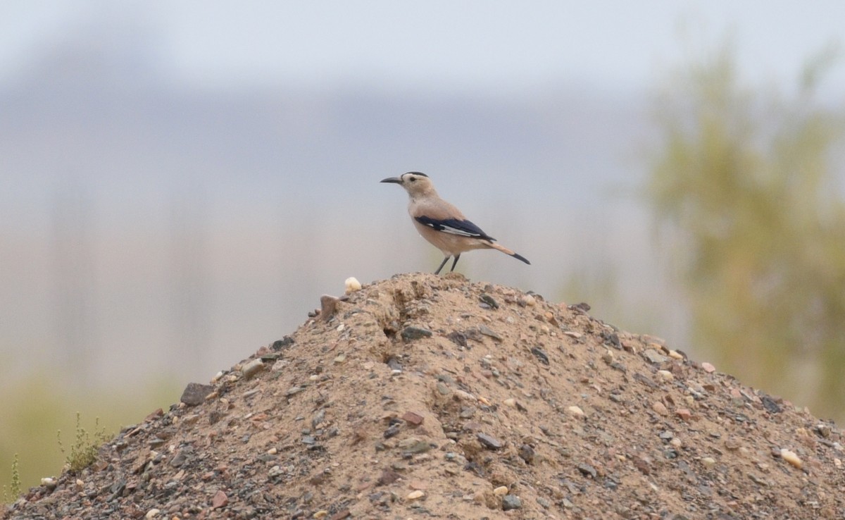 Mongolian Ground-Jay - ML634698263