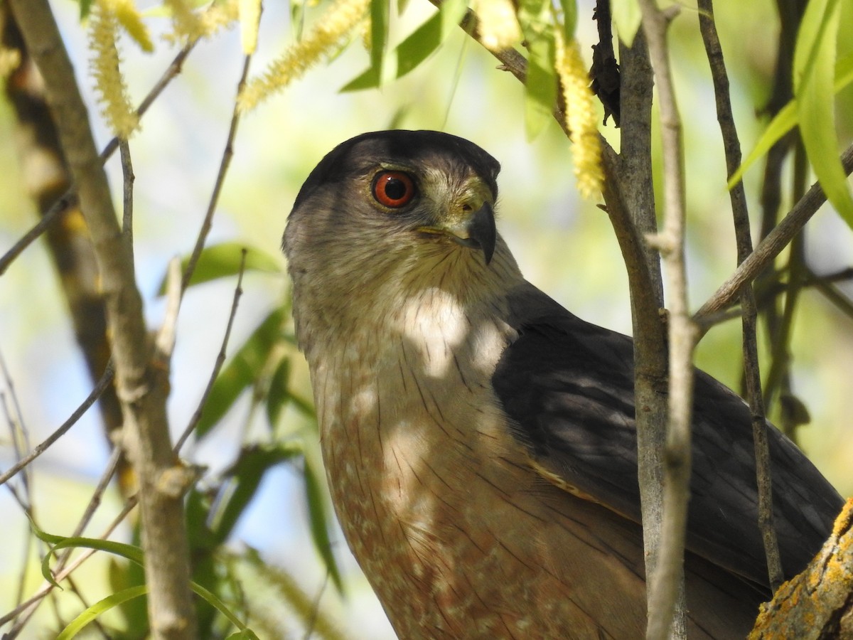 Cooper's Hawk - ML634698366