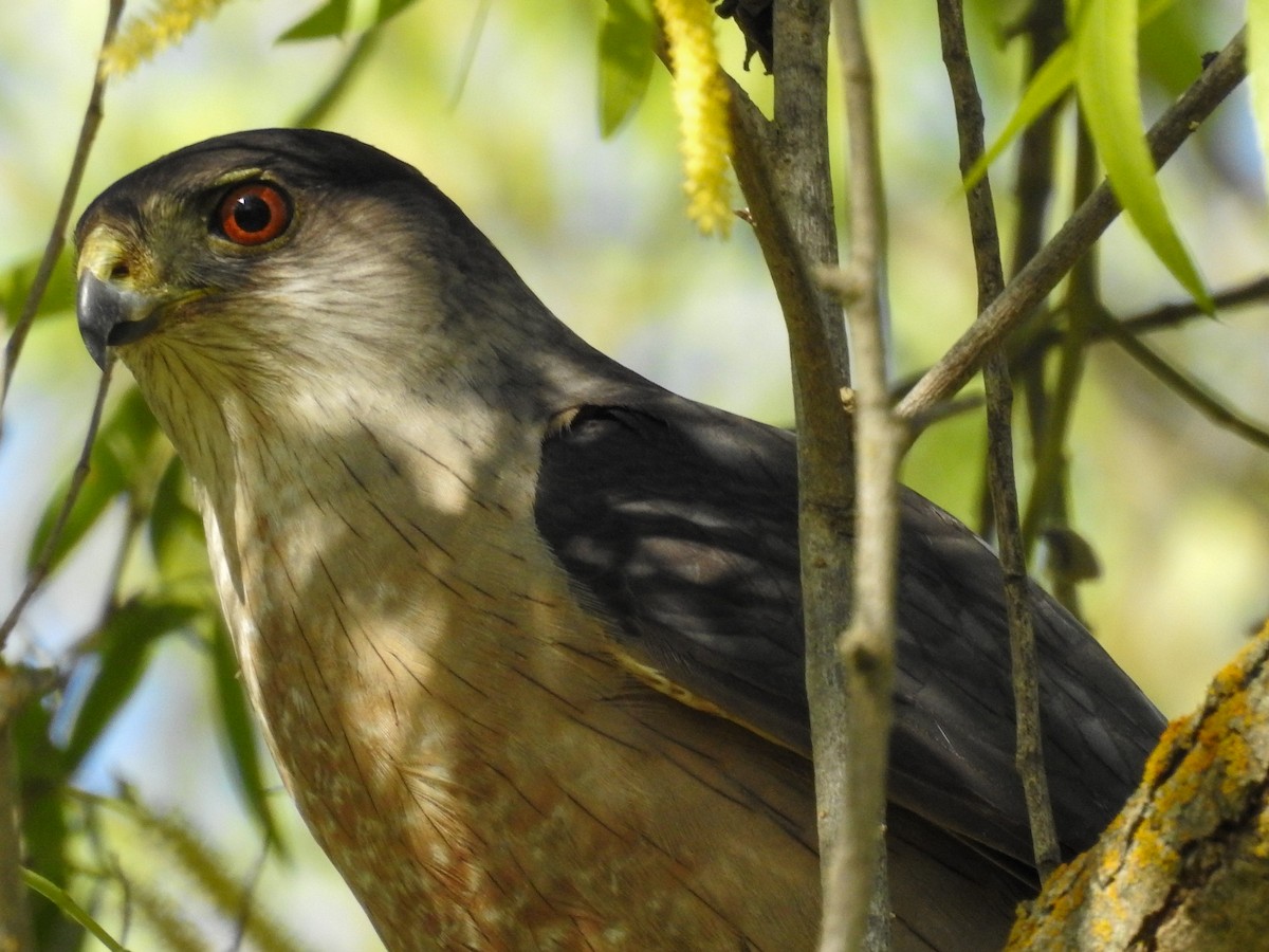Cooper's Hawk - ML634698367