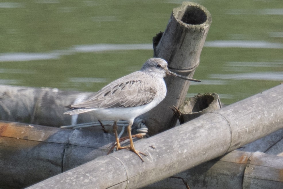 Terek Sandpiper - ML634698375