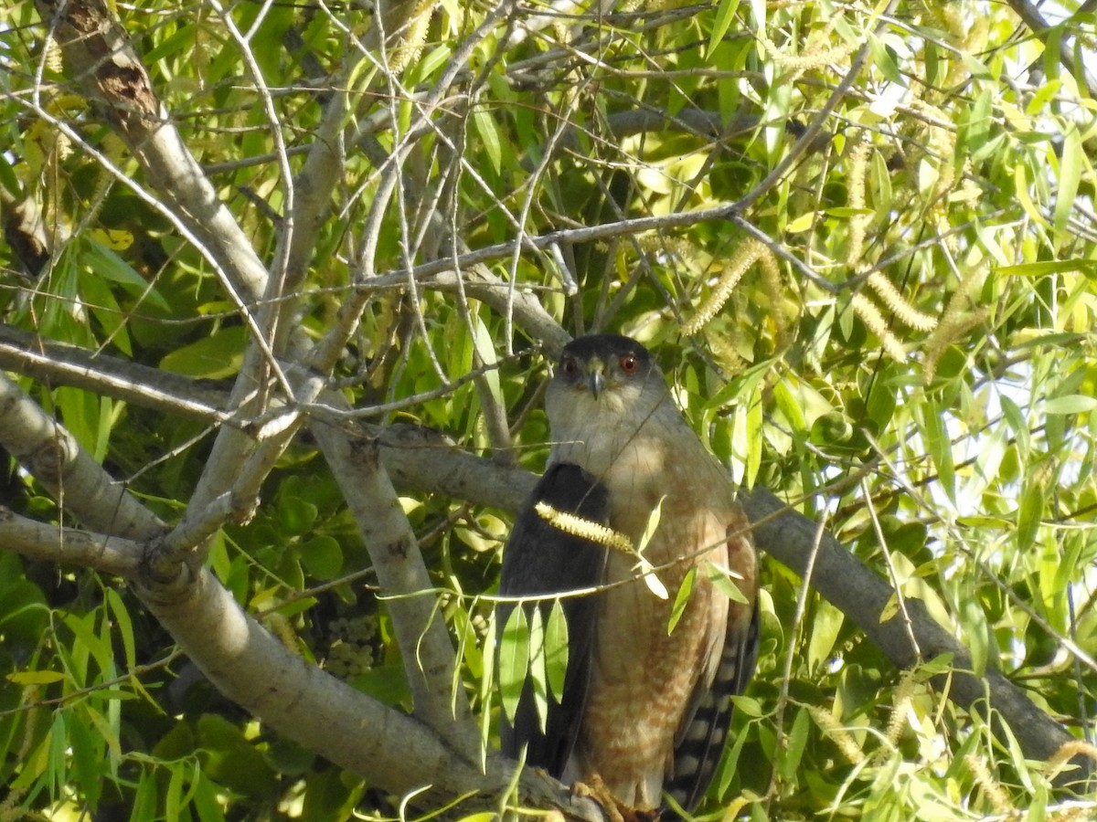 Cooper's Hawk - ML634698382