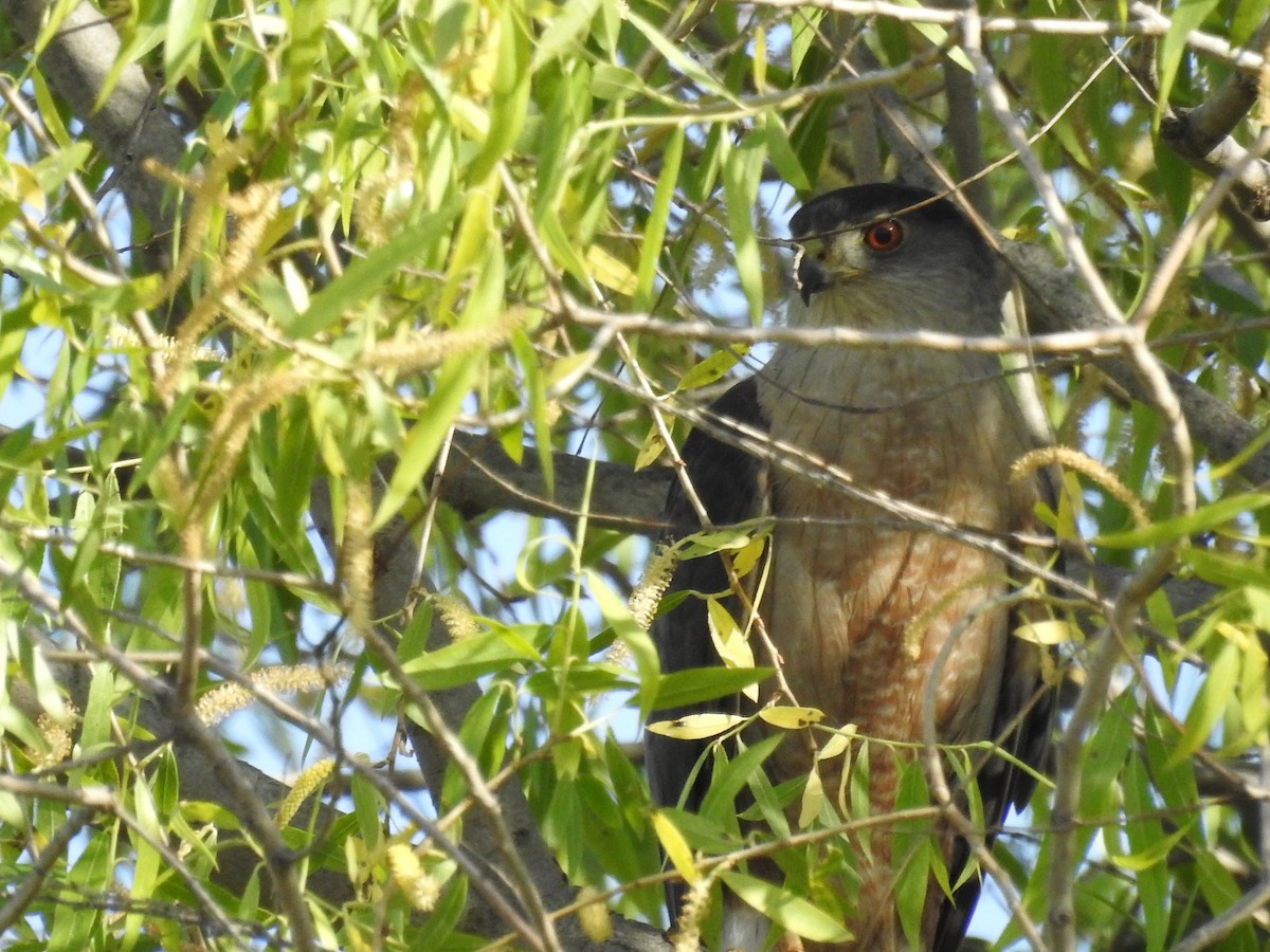 Cooper's Hawk - ML634698383