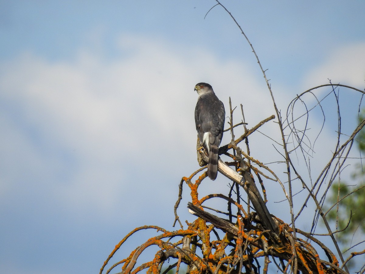 Cooper's Hawk - ML634698384