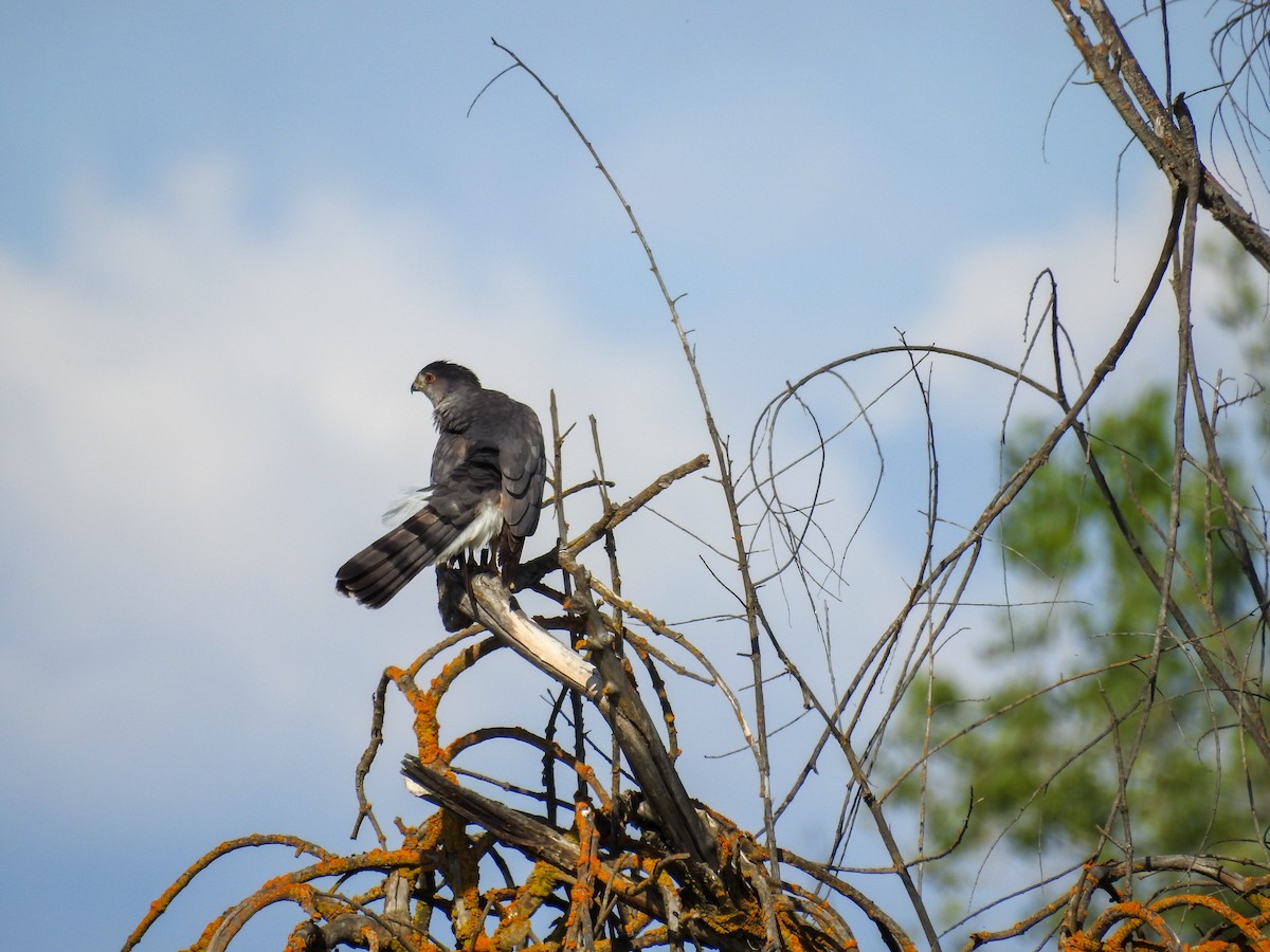 Cooper's Hawk - ML634698386
