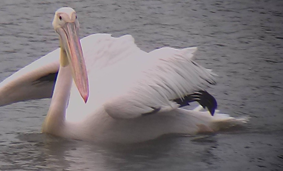 Great White Pelican - ML634698552